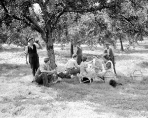 Apple pickers enjoying a tea break in the orchard at Scadbury Farm near Sidcup. August