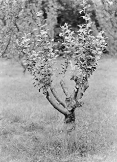 Plant Collection: Apple tree. 1935