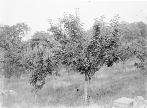 Fruit Prints: Apple tree laden with fruit. 1935