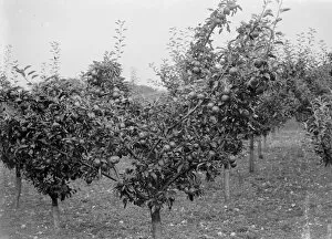 Fruit Collection: Apple tree orchard. 1935
