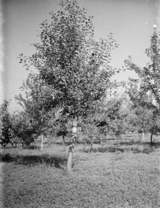 Apple trees at the East Malling Research Station. 26 September 1937