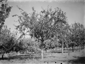 Apple trees at the East Malling Research Station. 26 September 1937