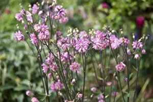 Plants Collection: Aquilegia vulgaris (columbine) close-up of pink flowers in mixed border, Kent UK