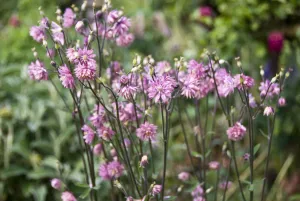 Gardens Prints: Aquilegia vulgaris (columbine) close-up of pink flowers in mixed border, Kent UK