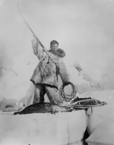 Framed Print : Arctic expedition of Captain F E Kleinschmidt. A member of the Expedition with a harpooned seal