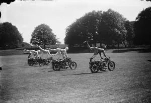 The Army as trick motor cyclists. Attraction for forthcoming Southern Command Tattoo