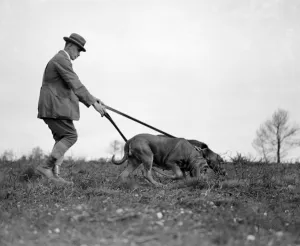 Association of Bloodhound Breeders trials at Woodbury Common, Exmouth. Captain A Association of Bloodhound Breeders trials at Woodbury Common, Exmouth. Captain A