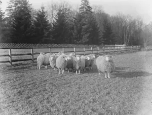 An Australian farm in England : Ideal in Empire Land training at Lynford Hall, Norfolk