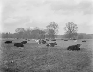 An Australian farm in England : Ideal in Empire Land training at Lynford Hall, Norfolk