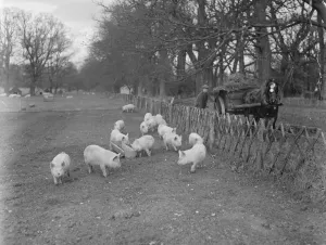 An Australian farm in England : Ideal in Empire Land training at Lynford Hall, Norfolk