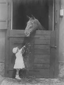 Austrias youngest race horse owner. The Countess Wurmbrand about to feed her