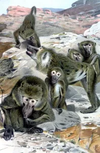 Esoterica Prints: Baboons - illustration from Richard Lydekkers Royal Natural History, 1896 - A TopFoto