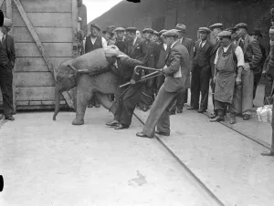For baby elephants arrived at the Royal Albert Dock on the S.s Nalgora