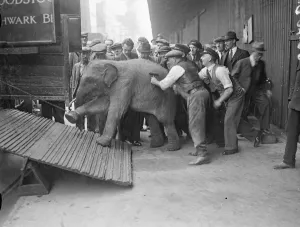 Animal Antic Prints: For baby elephants arrived at the Royal Albert Dock on the S.s Nalgora