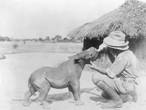 Animal Prints: Baby rhino likes the bottle. A picture of a 2 months old baby rhino being fed