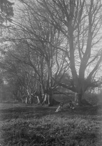 Balcombe Forest