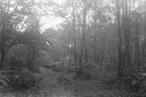 Rural Prints: Balcombe Forest