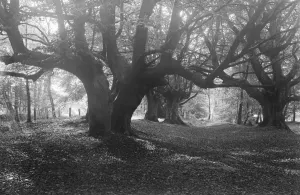 Balcombe Forest