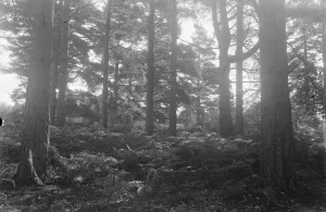 Balcombe Forest