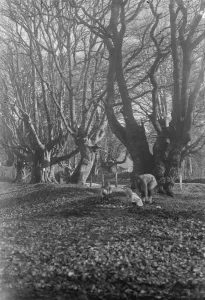 Balcombe Forest