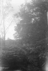 Balcombe Forest