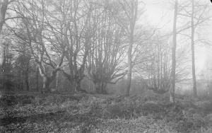 Balcombe Forest
