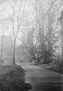 Balcombe Forest