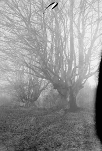 Balcombe Forest