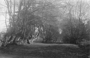 Balcombe Forest