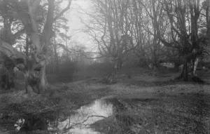 Balcombe Forest