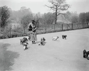 Band of canine aristocrats in Kensington Gardens Miss Aleen Cust the well known