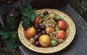 Berries Collection: Basket of berries and stonefruits on old step outdoors. credit: Marie-Louise Avery