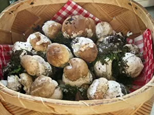 Cookery Collection: Basket of freshly picked young penny bun mushrooms before cleaning credit: Marie-Louise