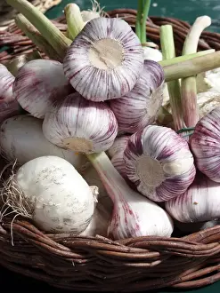 Fresh Prints: Basket of young whole fresh garlic showing freshly cut stems. Bougnt in Naples, Italy