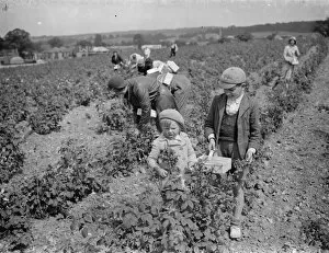 Raspberry Collection: With their baskets at the ready children pick raspberrys in Sidcup. 1935