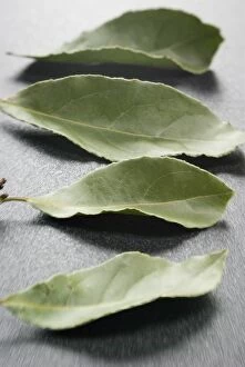 Leaves Collection: Bay leaves on a dark plastic surface. Bay leaf (Greek Daphni, Romanian Foi de Dafin)
