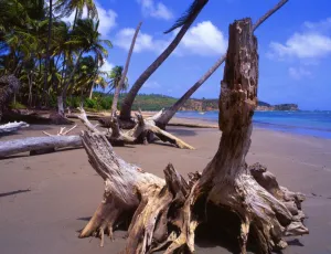 Beach on Grenada in the West Indies