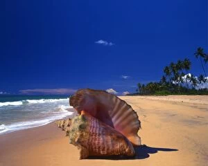 Islands Collection: A beach to the north of Galle, Sri Lanka, with a shell in the foreground