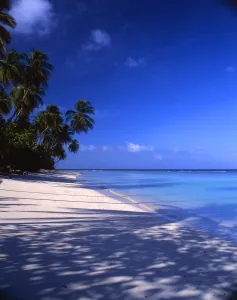 Shade Prints: Beach on Tobego, West Indies