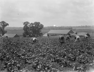 Baskets Prints: Bean picking in Gravesend. 1936