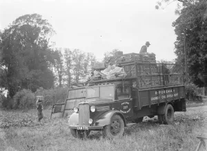 A bedford lorry belonging to R Foreman a grower located in Chelsfield, Kent