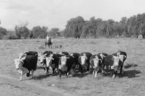 Horseback Prints: Beef cattle near Narrabri Australia