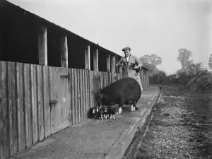 Flat Cap Prints: A Berkshire Sow with her litter of piglets. 1937