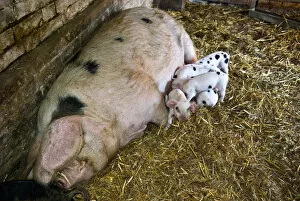 Foods Collection: Betty the Gloucester Old Spot sow with her eight new piglets, four and a half days old