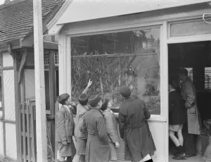 Shop Window Prints: A bird shop on Station Approach in Sidcup, Kent. 1938