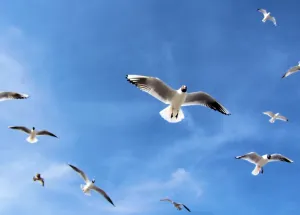 Flock Prints: Black-headed gulls