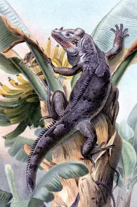 Esoterica Prints: The Black Iguana. Illustration from Richard Lydenkkers Royal Natural History, 1896