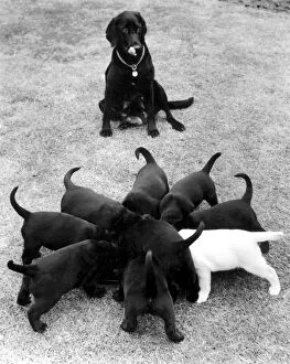 Dogs Collection: Black Labrador puppies tucking in to something tasty with their mother watching patiently