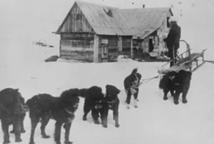 Black sledge dogs, Kamchatka in Russia 1920