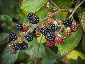 Ingredients Collection: Blackberries ripening in Kentish hedgerow credit: Marie-Louise Avery / thePictureKitchen